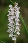 Common_spotted_orchid__white_01.jpg