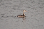 Great_crested_gtebe_0111cp.jpg