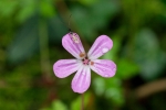 Pink_bug_flower.jpg