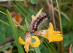 Yellowtail_Moth_Larva_Euproctis_similis.jpg