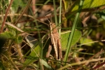grasshopper_01112.jpg