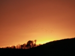 starling_sunset.jpg