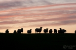 sunset_sheep_001.jpg