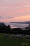 sunset_sheep_002.jpg
