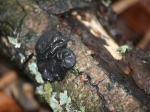 witches_butter.jpg