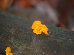 yellow_fungus_brain.jpg